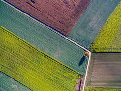 Fields