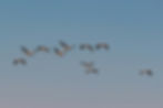 A flock of birds flying together in the sky, symbolising wholeness, pattern, and interconnectedness.