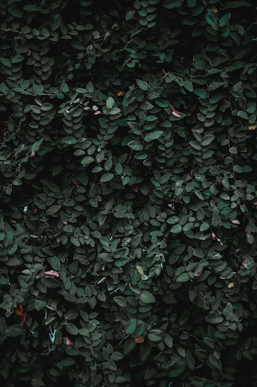 Image by Kenrick Mills