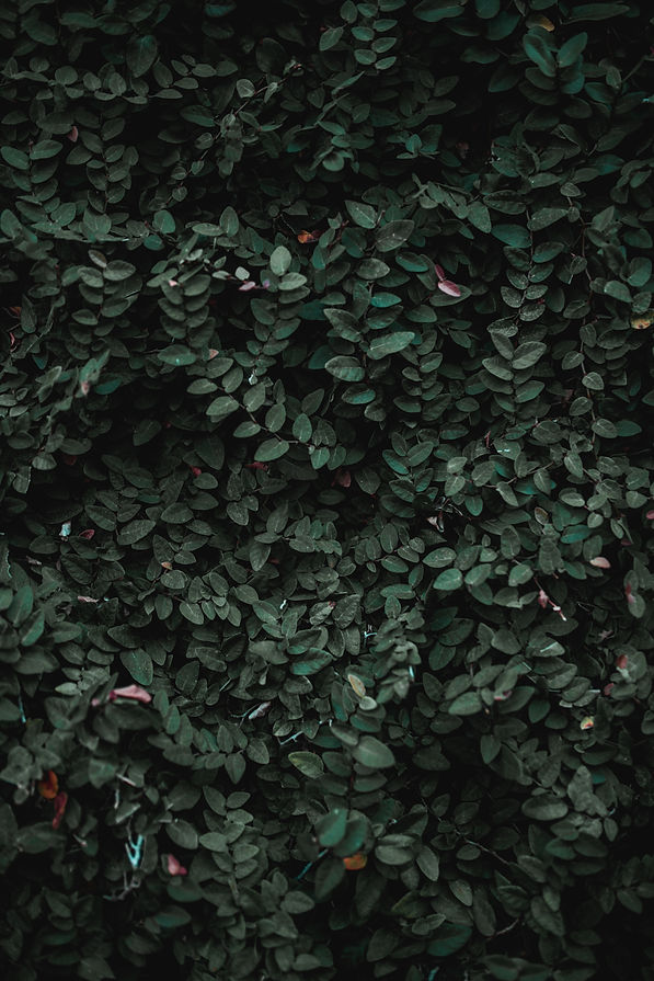Image by Kenrick Mills