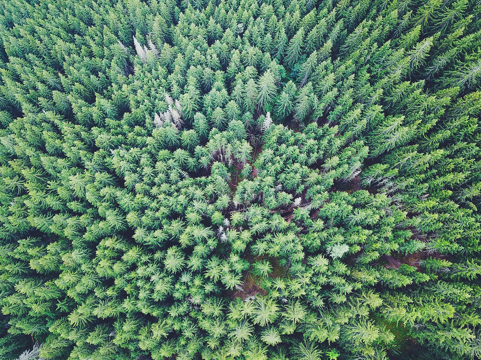 Ein Fichtenwald von oben fotografiert. Fichte ist das wichtigste Industrieholz in Deutschland
