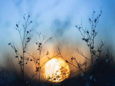 morning sunrise peeking through foliage