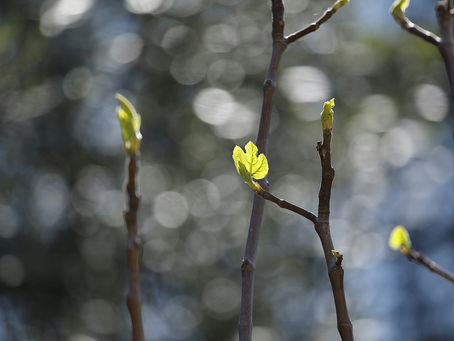 Early spring buds forming on slender branches, softly lit against a blurred natural background