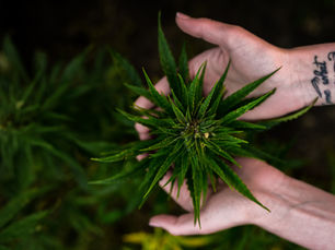 Cannabis Sativa: History, Chemistry & Uses