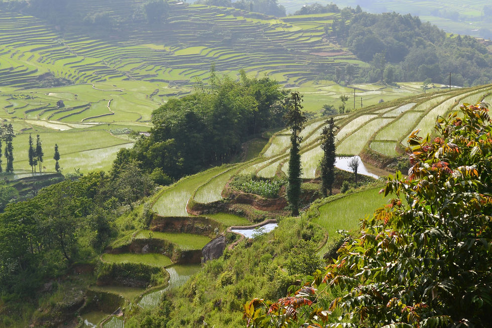 Chinese Rice Fields