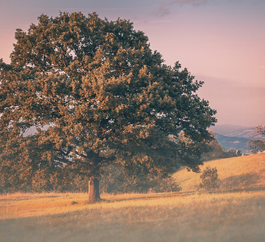 Image by Nikola Knezevic