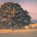 Image by Nikola Knezevic
