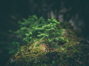 Image by Matthew Smith