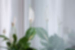 La fleur de lune à l'intérieur d'une maison contre une fenêtre