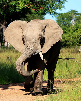Zambia