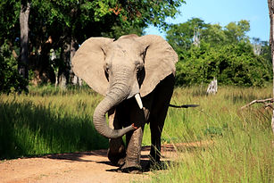 Image by Henning Borgersen