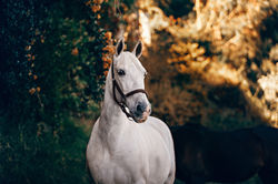 White trail horse