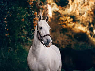 Protecting Your Horses from West Nile Virus: Expert Guide for Horse Owners