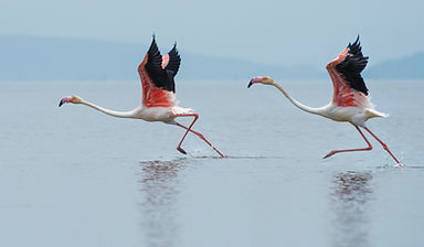 Image by Dattatreya Patra