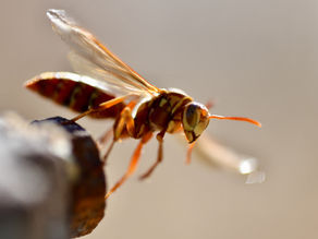 What Kind of Wasp Is That—and Should You Be Worried?
