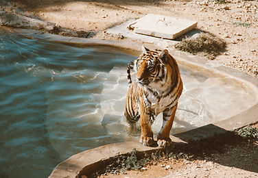 Wild animals in their natural habitat during a safari tour in India