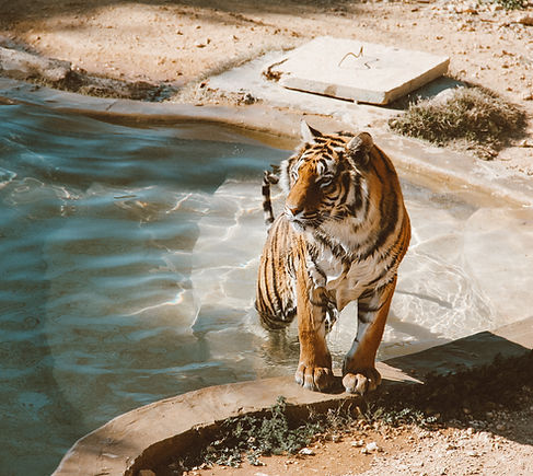 Wild animals in their natural habitat during a safari tour in India