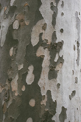 Image by Vladislav Nikonov