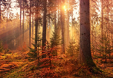Image by Johannes Plenio