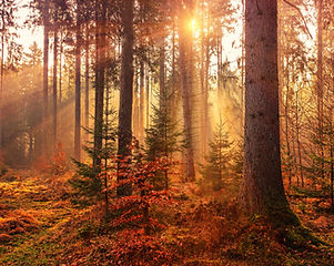 Image by Johannes Plenio