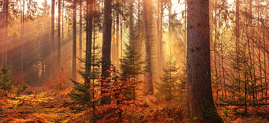 Image by Johannes Plenio