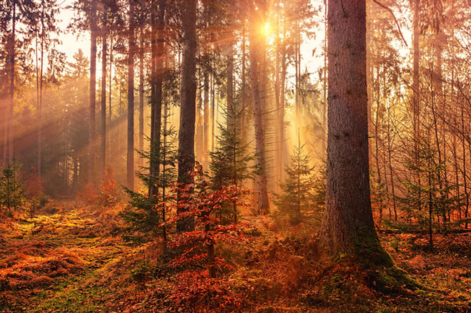 Image by Johannes Plenio