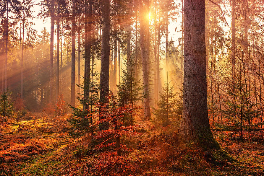 Image by Johannes Plenio