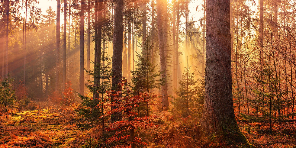 Reiki+Gong: Autumn Equinox