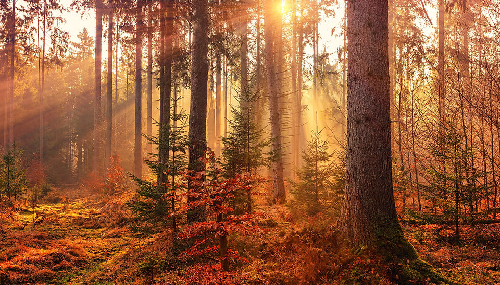 Image by Johannes Plenio