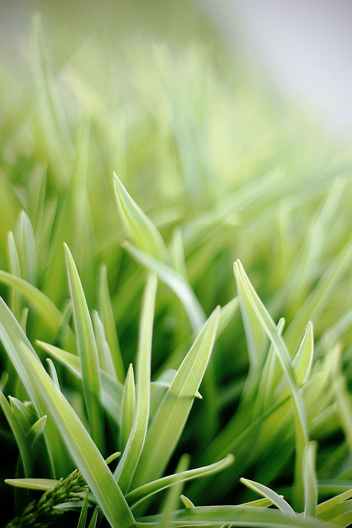 Tidy leaves in a garden