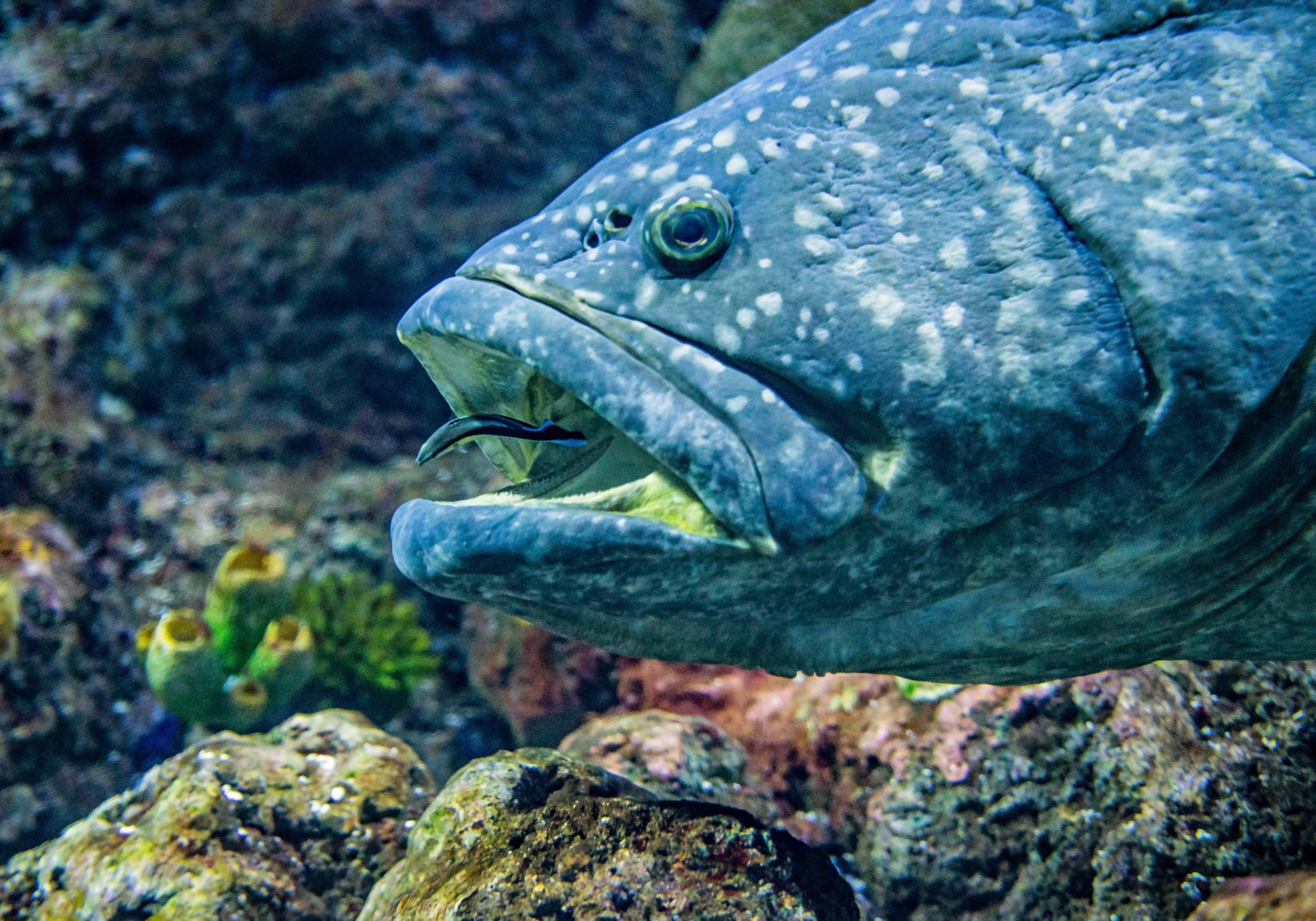 Why some fish change sex during their lifetimes | Scientia News
