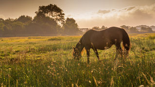Summer Grazing Risks: Laminitis and Weight Management