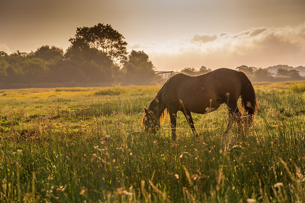 Image by Nick Fewings