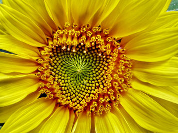 The Fibonacci Sequence: Beauty Hidden in Nature’s Patterns