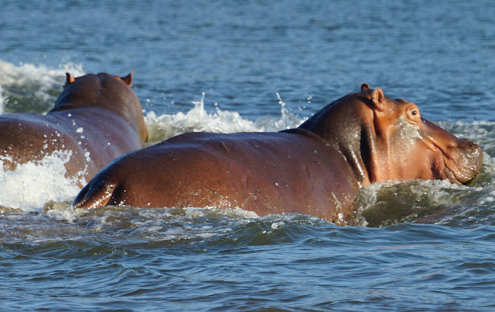 Hippo in Africa