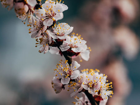 Un arbre en fleurs