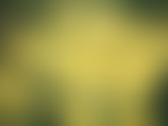 Erva-Doce: o aconchego que aquece por dentro