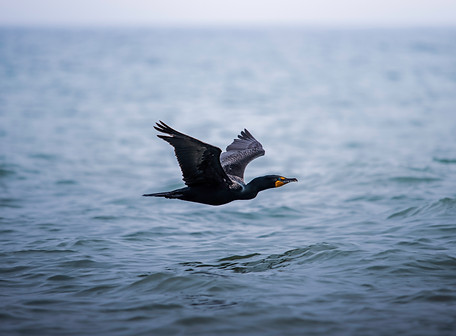 Image by Jeremy Hynes