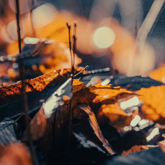 Les feuilles mortes jouent un rôle de paillage naturel