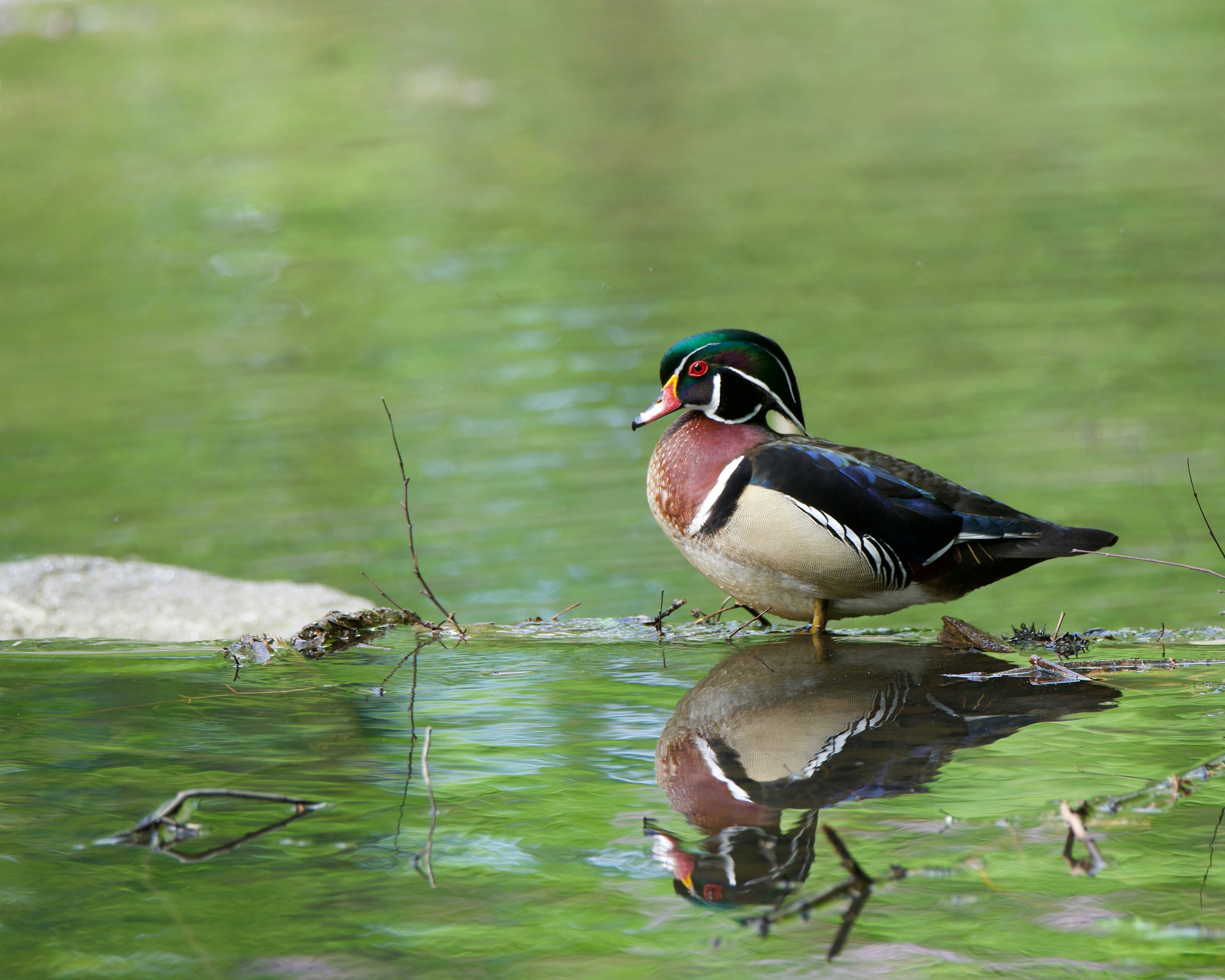 Image by Vijayalakshmi Nidugondi