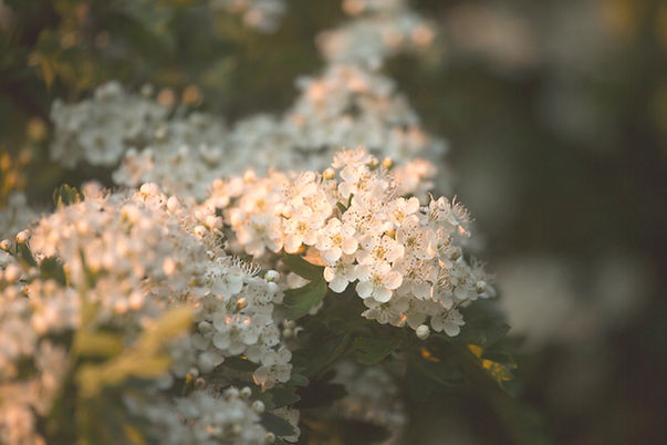 Image by Diana Parkhouse