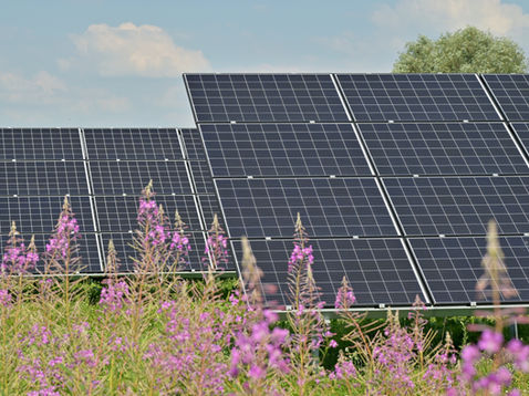 Solar panels in a field with purple wildflowers, under a partly cloudy sky, capturing sunlight. Nature and technology blend harmoniously.