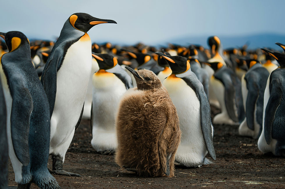 Pinguins