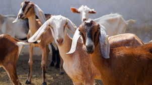 Goat Deworming and How to Monitor Your Herd for Parasites