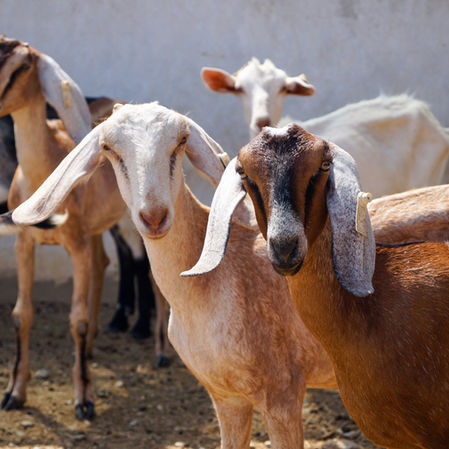 Goat Deworming and How to Monitor Your Herd for Parasites