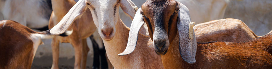 A heard of goats on a sunny afternoon.