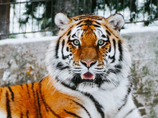 a picture of a tiger
