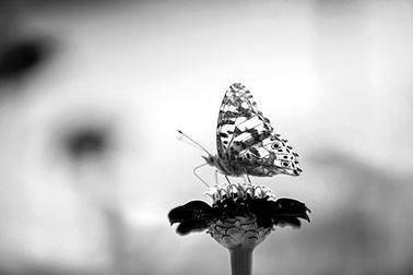 Image by Hulki Okan Tabak