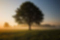 Image of a big tree in an open field by Simon Wilkes