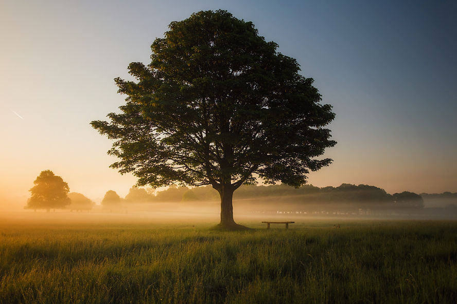 Image of a big tree in an open field by Simon Wilkes
